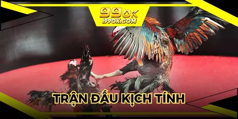 Đá gà 99OK với những trận đấu kịch tính