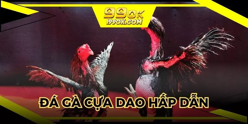 Đá gà cựa dao được gắn vật dụng bổ trợ vào chân