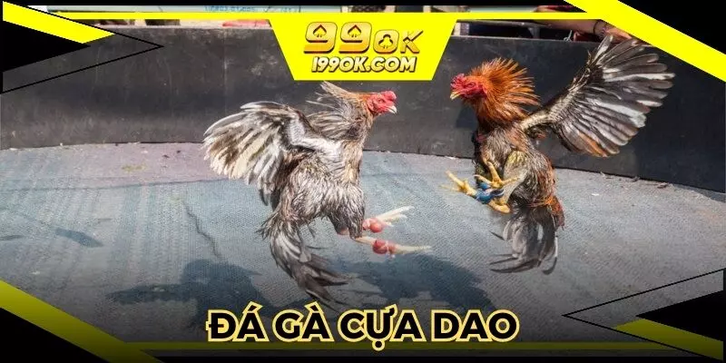 đá gà cựa dao