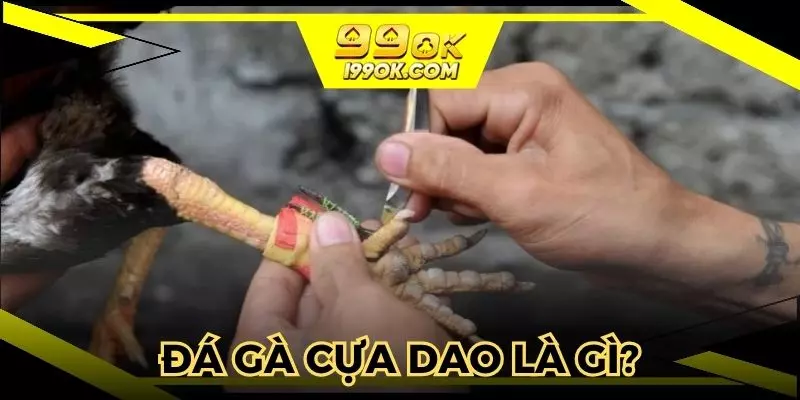 Hiểu rõ về cách thức đá gà cựa dao đầy cuốn hút