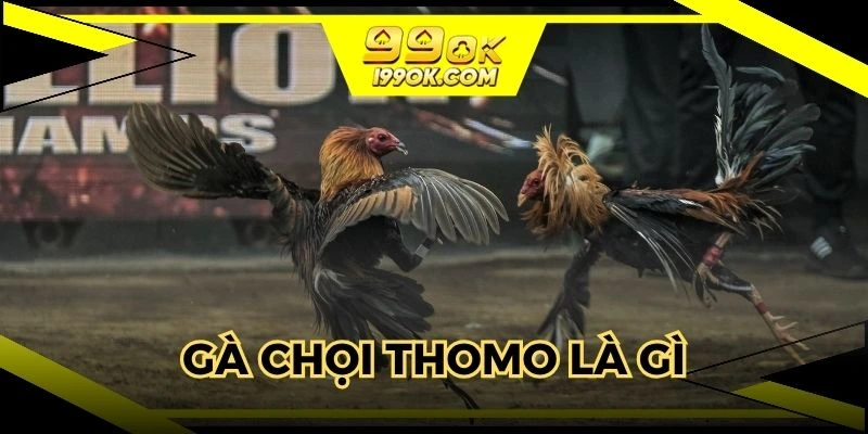 Tìm hiểu gà chọi thomo là gì chuẩn xác